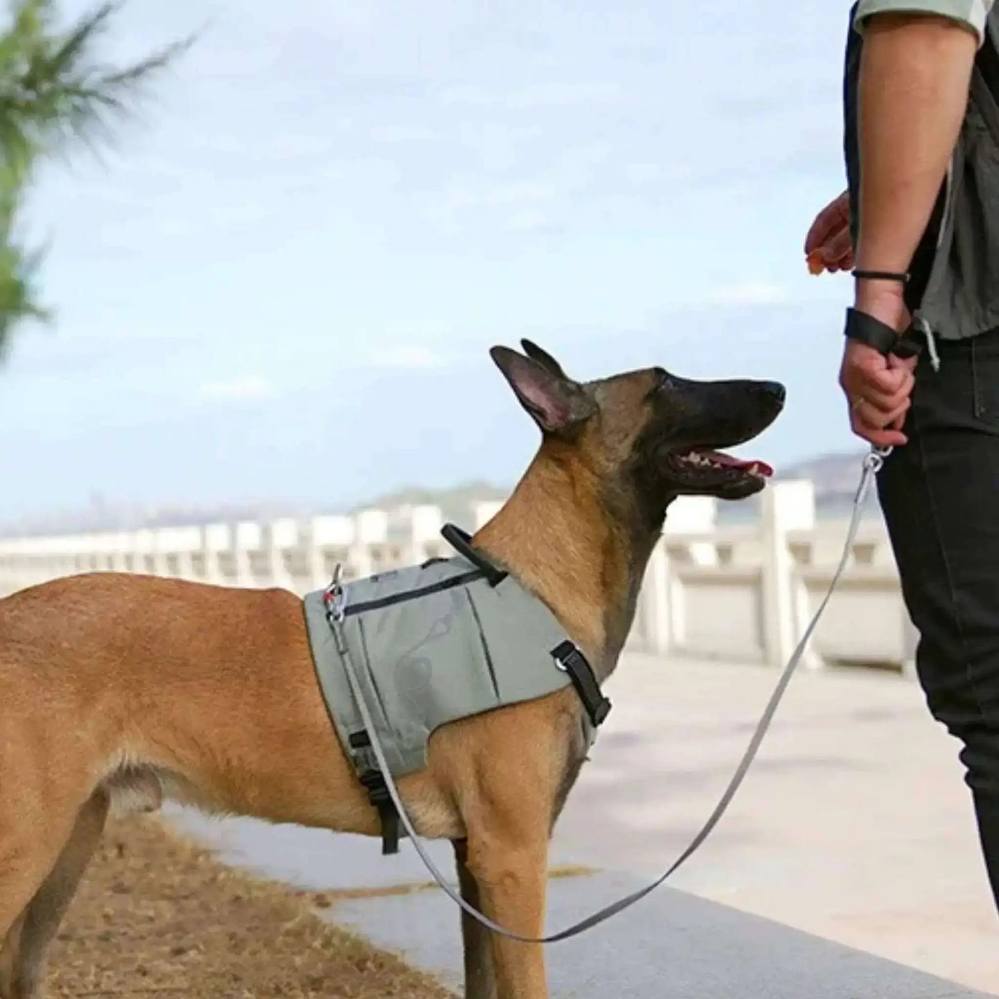 Un homme et son malinois qui porte un sac à dos pour chien gris.