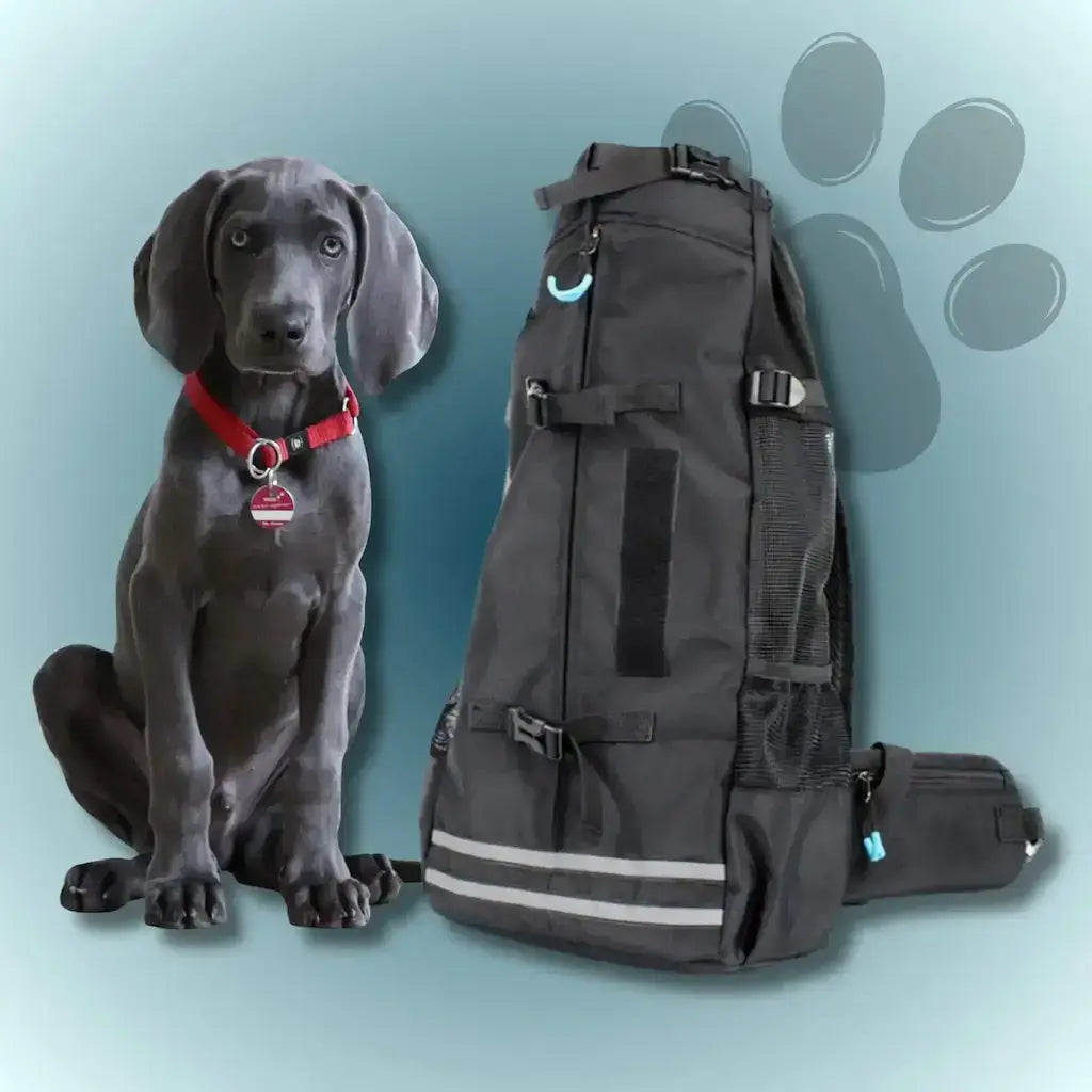 Un chiot braque allemand avec un sac à dos pour chien de couleur noir.
