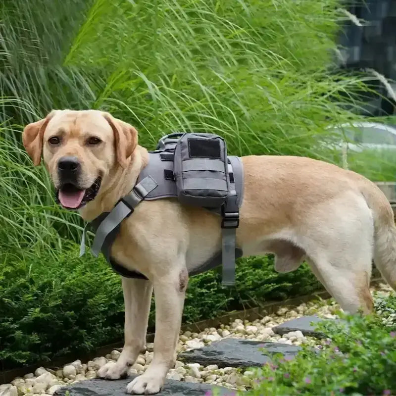 Un labrador dans un jardin garni porte les sacs à dos pour chiens CaninGo gris.