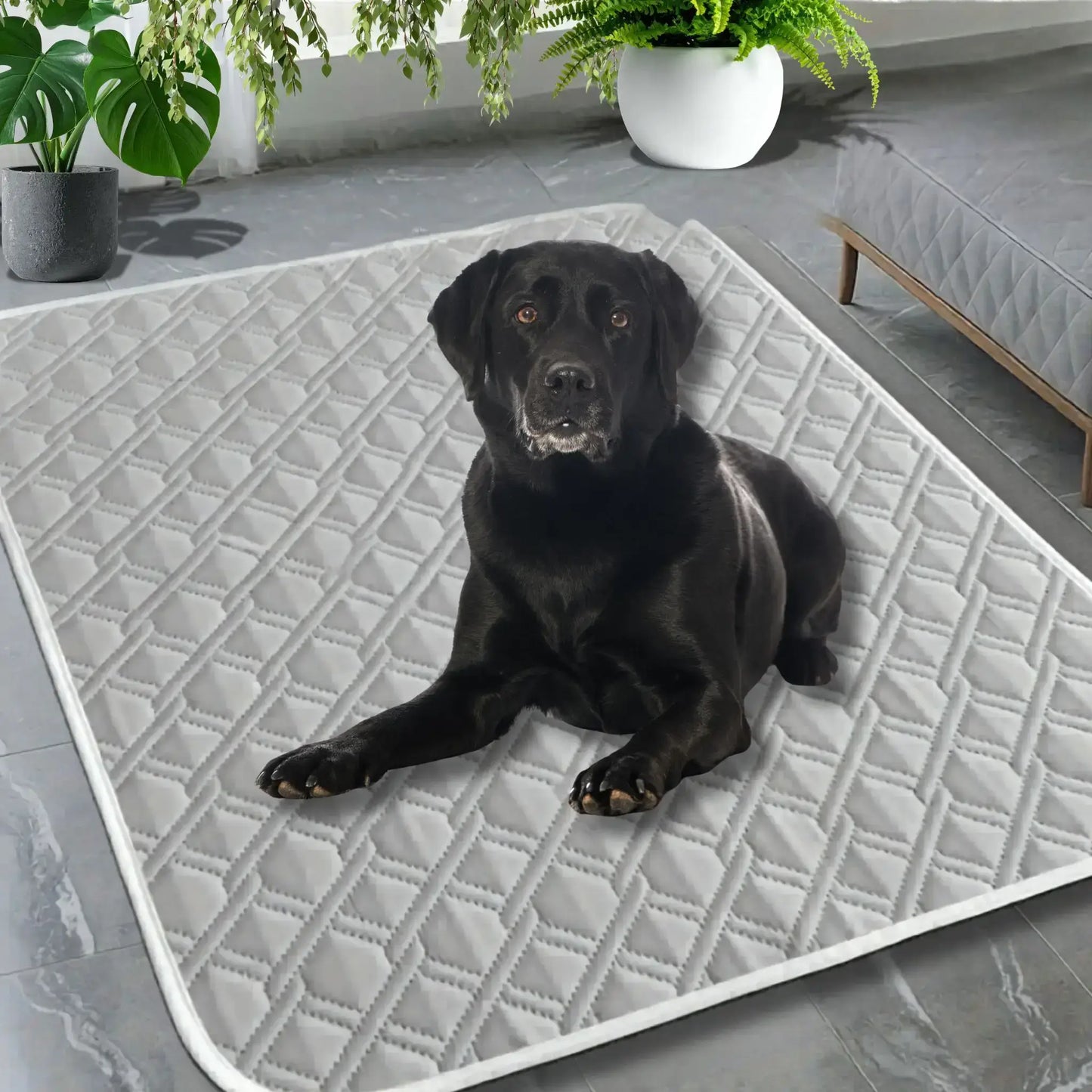 Un labrador allongé sur un tapis pour chien rafraichissant gris.