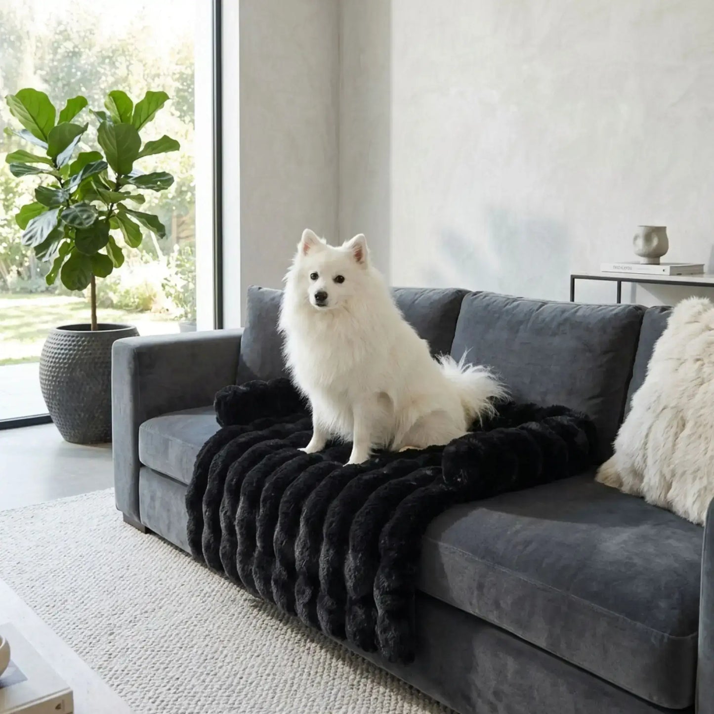 Un spitz japonais assis sur un sofa avec son tapis de voiture pour chien noir.