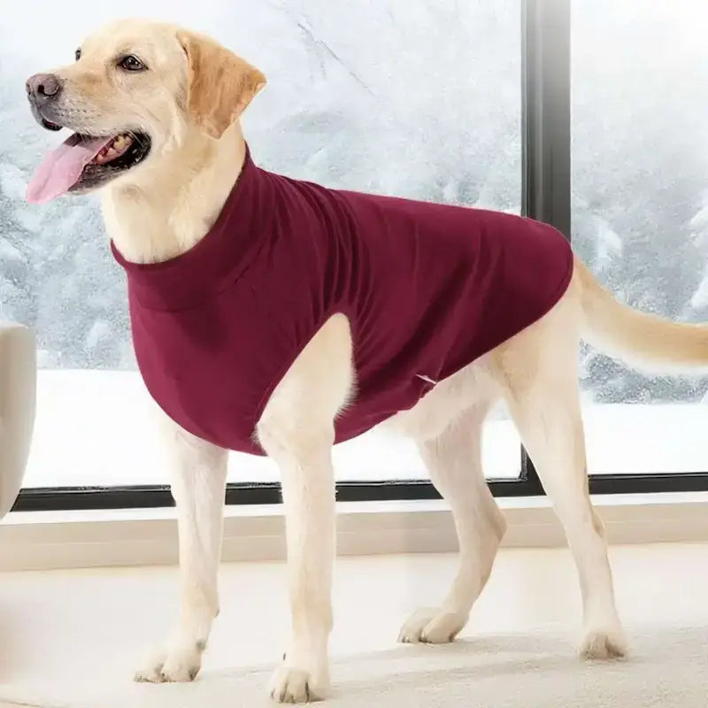 Un labrador vêtu d'un vêtement pour chien rouge devant une fenêtre