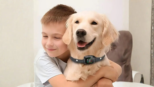 Un garçon enlace son chiot golden retriever qui porte un collier anti aboiement pour petit chien.