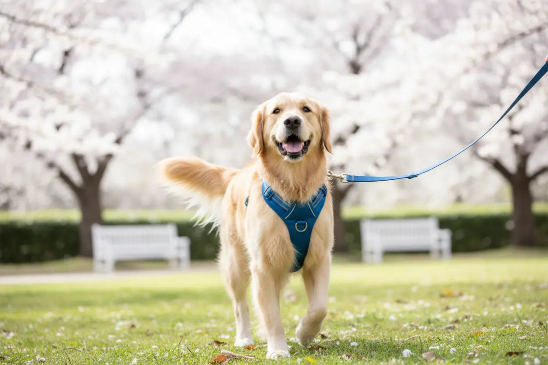 Un chien heureux portant un harnais confortable lors d'une promenade