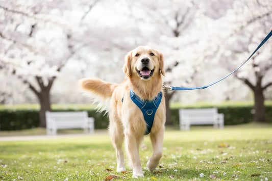Un chien heureux portant un harnais confortable lors d'une promenade