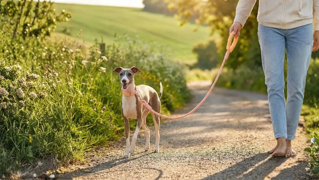 Une femme marche sur une route de gravelle avec son Lévrier italien en laisse pour chien