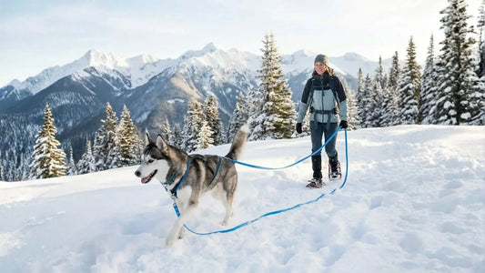 Un chien husky en promenade avec longe 20m dans la neige avec son maitre. 