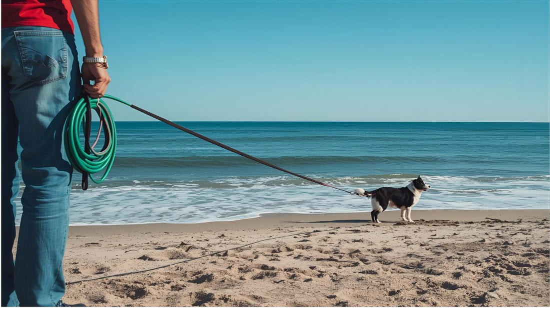 un homme à la plage avec son border collie et sa longe pour chien.