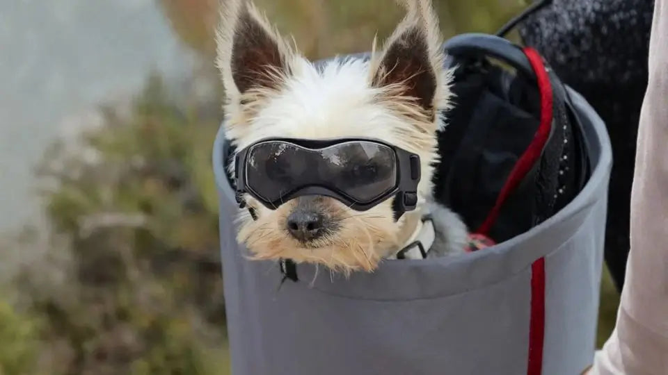 Un yorkshire dans un panier de moto avec ses lunettes pour chien de moto