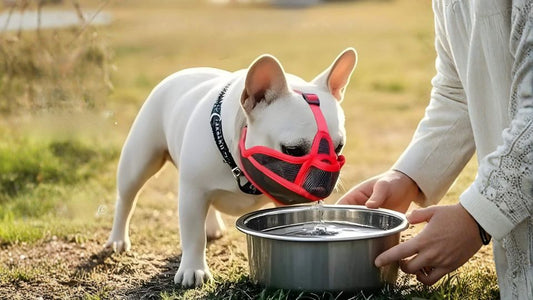 un bouledogue français avec une muselière boit de l'eau.