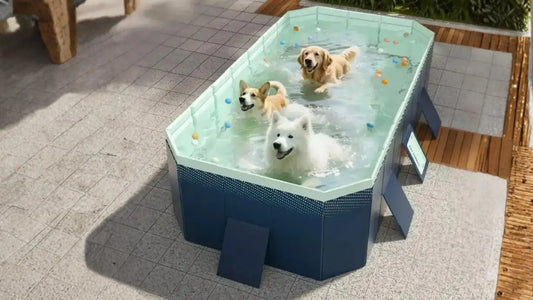 Trois chien jouent dans une piscine pour chien XXL