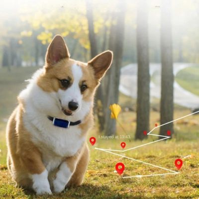 Collier anti fugue historique trajet