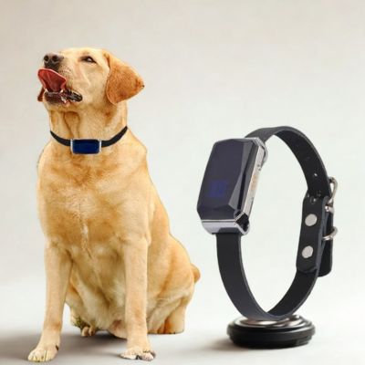 Collier anti fugue labrador avec collier tracer