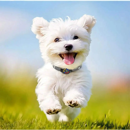 Un bichon frisé blanc court dans l'herbe avec son collier anti-aboiement petit chien.