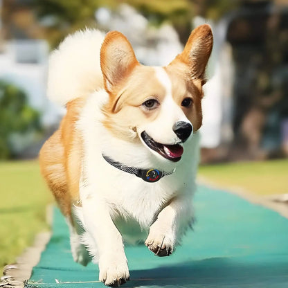 Un corgi court sur un tapis vert à l'extérieur avec son collier anti-aboiement petit chien.