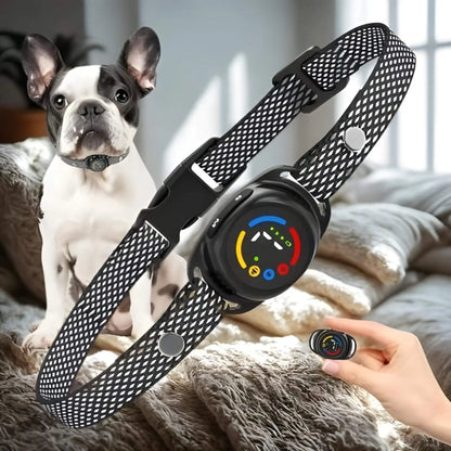 Un collier anti aboiement pour petit chien et un bouledogue français en arrière.