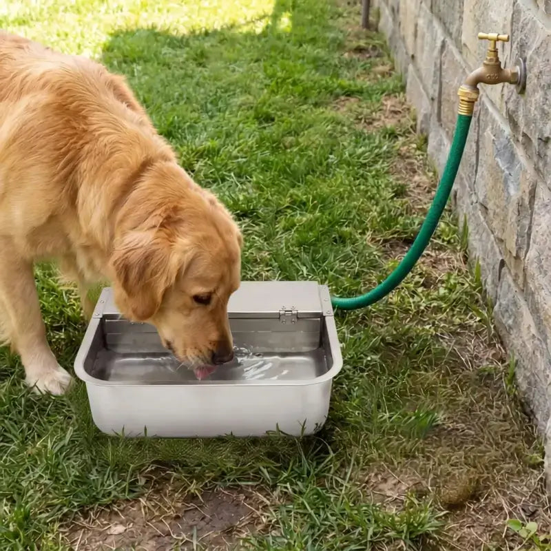 Un golden retriever qui boit dans l'abreuvoir pour chiens au sol.