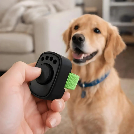 Un golden retriever se fait entraîner avec les accessoires pour chien BonClick clicker noir.