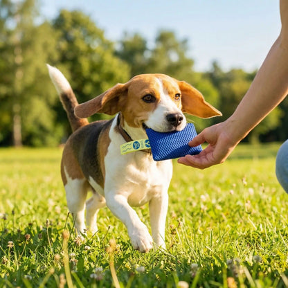 Un homme entraîne son beagle aux odeurs avec des accessoires pour chiens olfactifs.