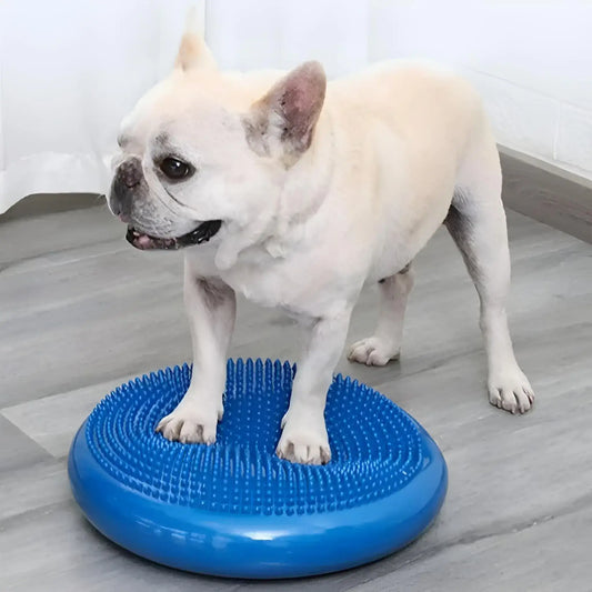 Un bouledogue français avec les pattes avant sur son accessoire Agility pour chien.