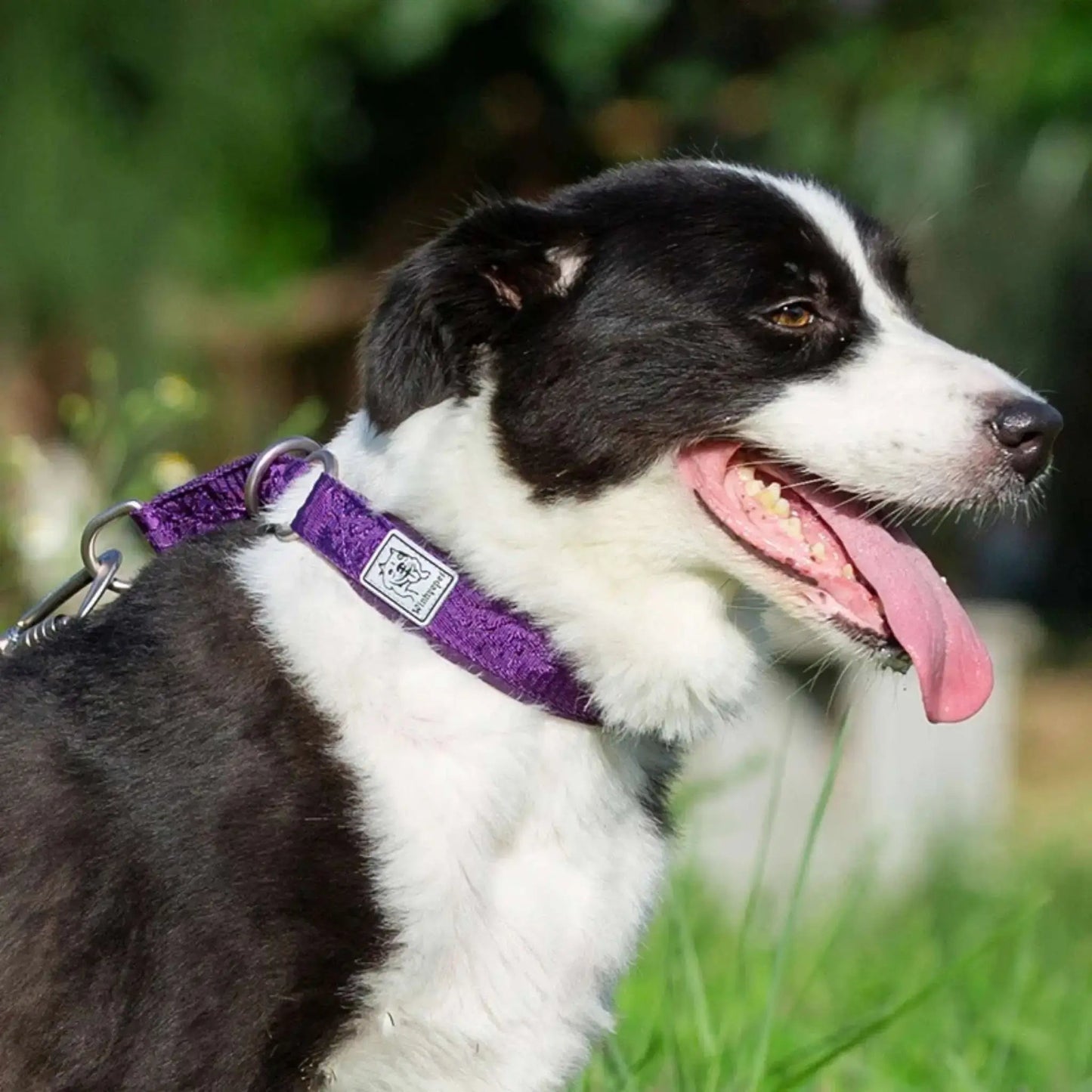 Collier Martingale | Brindille™️ - Confort & Sécurité