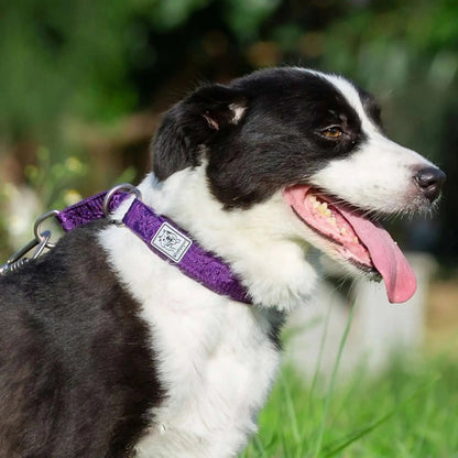 Collier Martingale | Brindille™️ - Confort & Sécurité