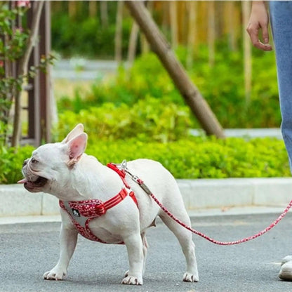 Chien Laisse | Canifil™️ Confort & Élégance |Jolianimaux