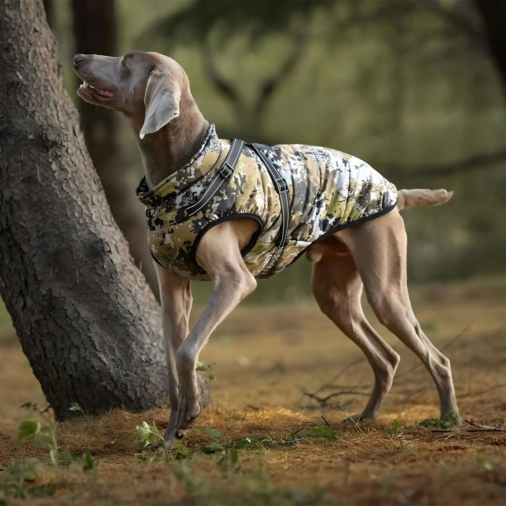 Manteau chien | Modeux™️ - Protection Élégante |Jolianimaux