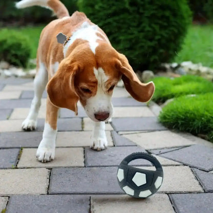 Un beagle joue avec sa balle indestructible pour chien sur le trottoir.