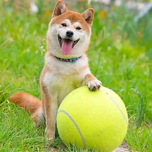 Un shiba inu la patte sur son ballon pour chien.