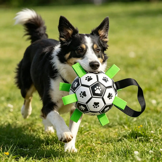 Un border collie marche avec son ballon pour chien sur la pelouse.
