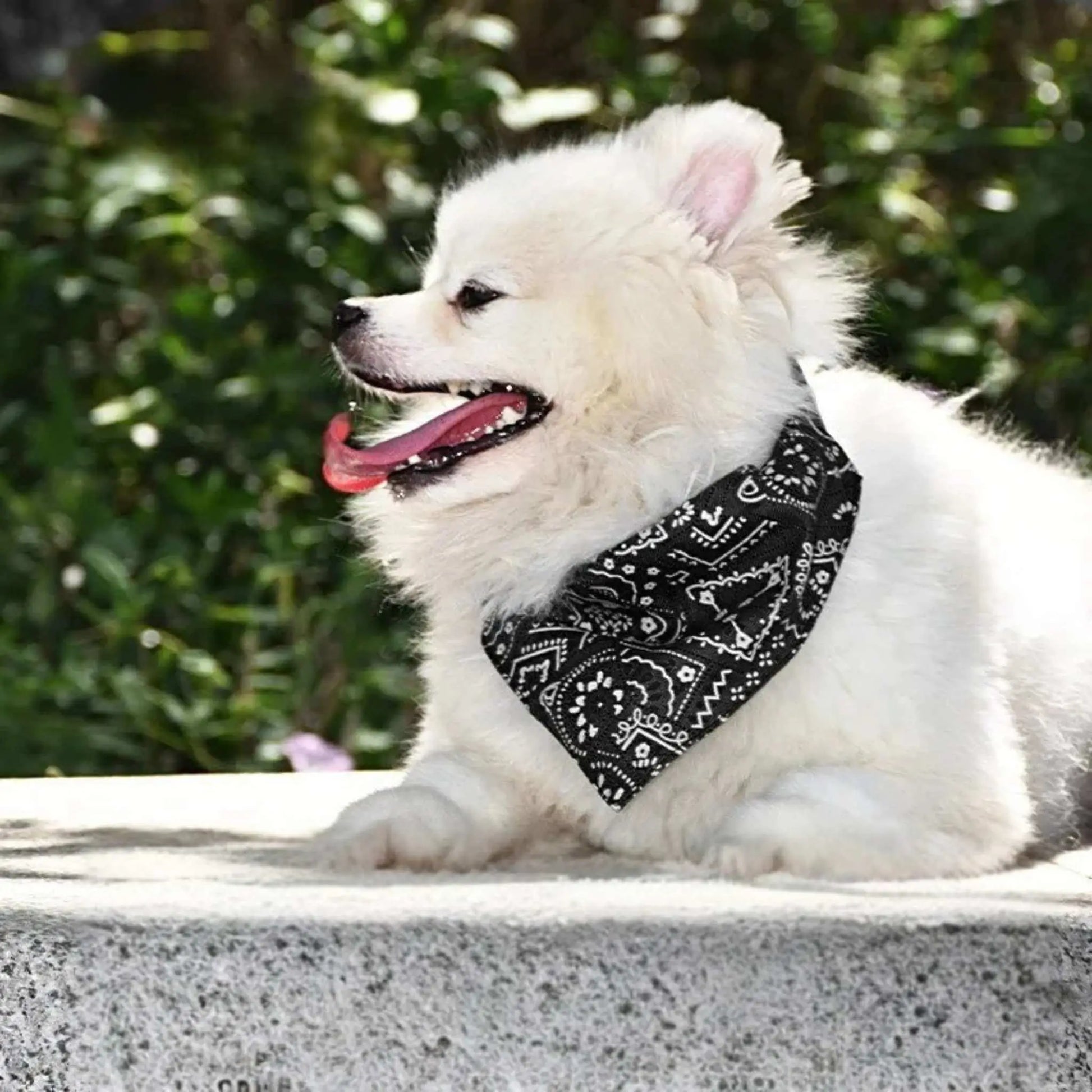 Un spitz japonais blanc couché avec son bandana chien noir.