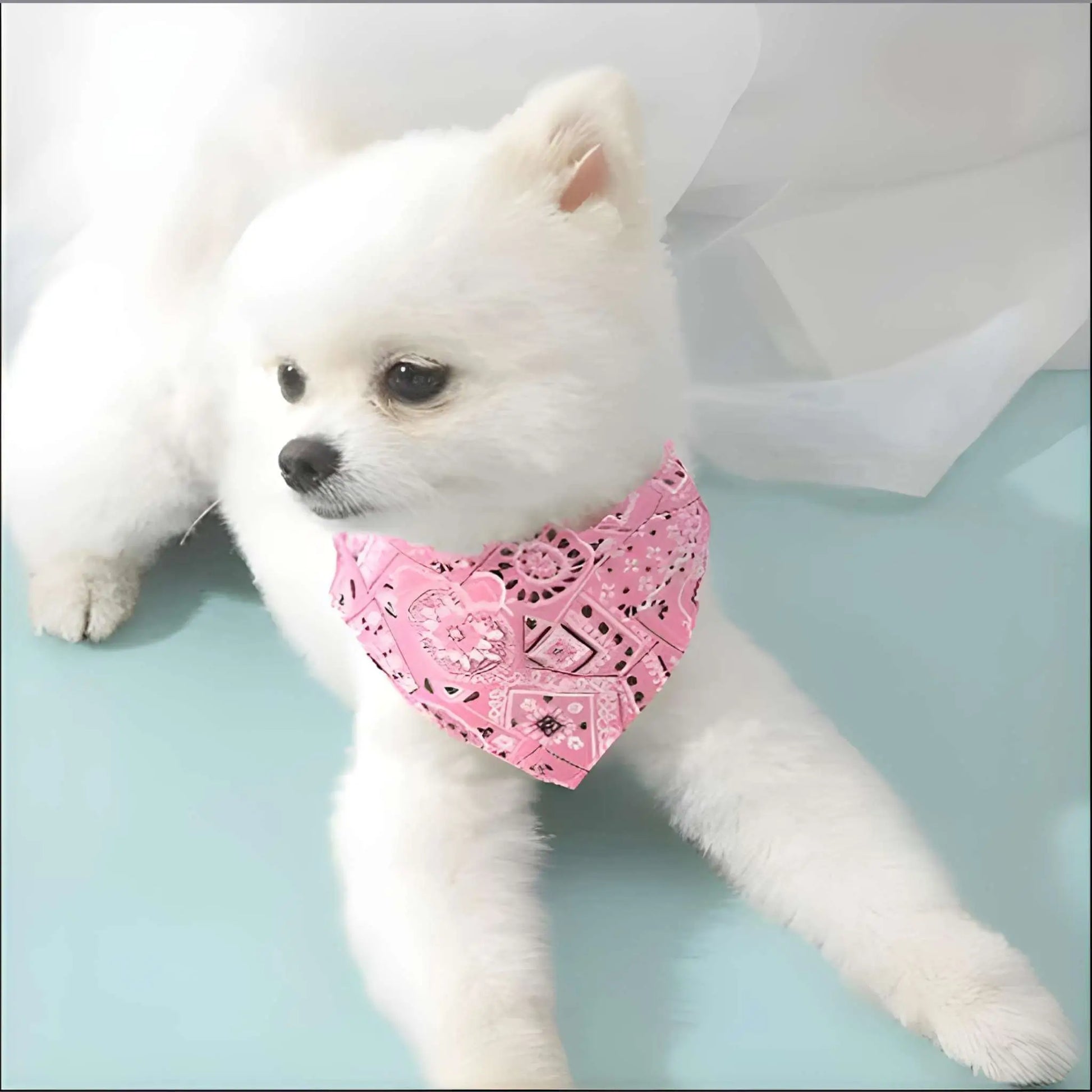 Un loulou coréen blanc avec un bandana chien rose.