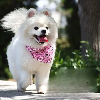 Un spitz japonais blanc se promene  sur le trottoir avec son bandana rose.