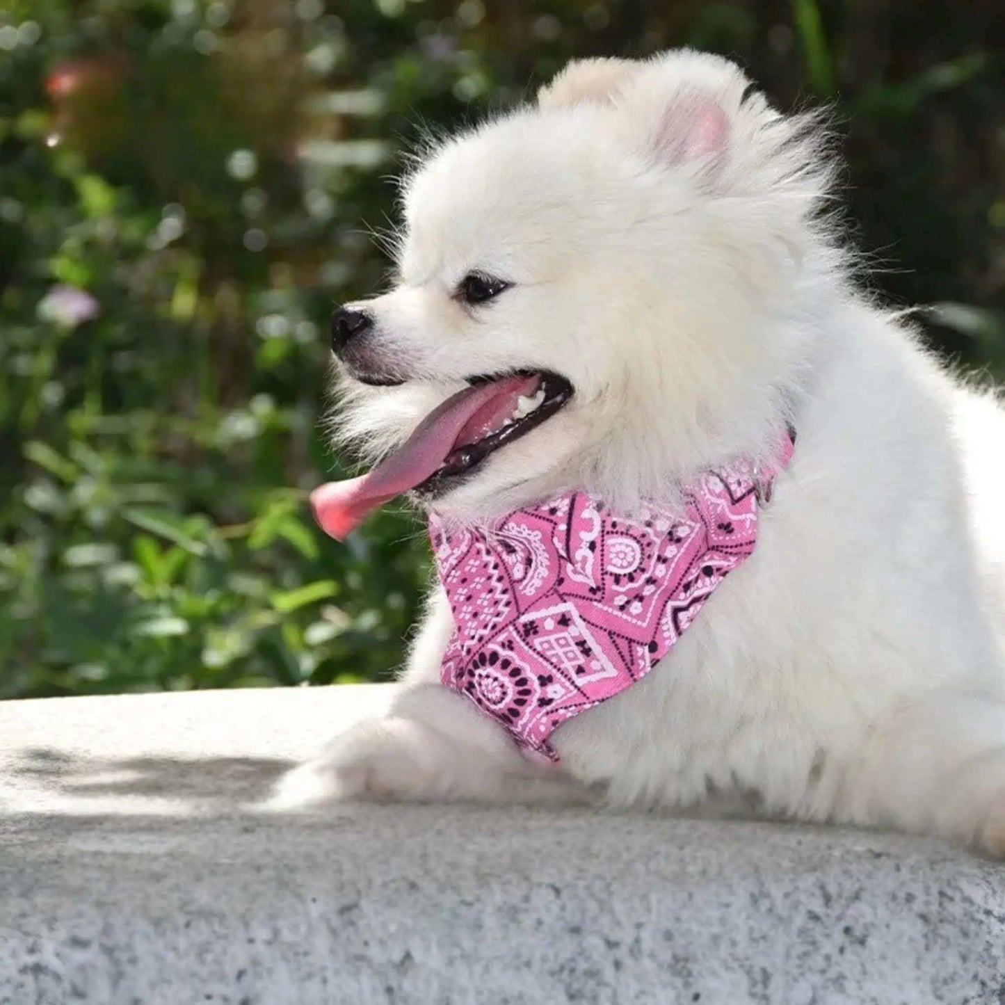 Un spitz japonais blanc couché avec son bandana chien rose.