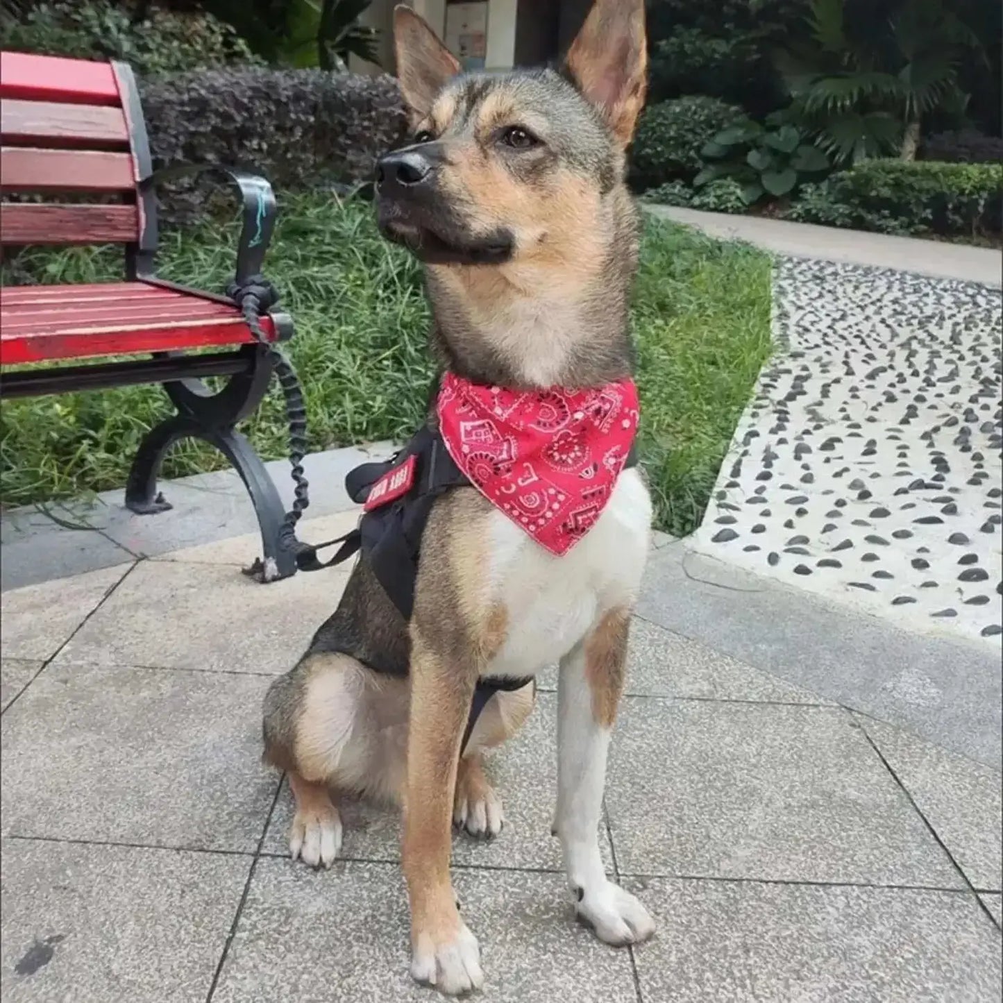 Un Jindo coréen brun avec un bandana chien rouge assis devant un banc de parc.