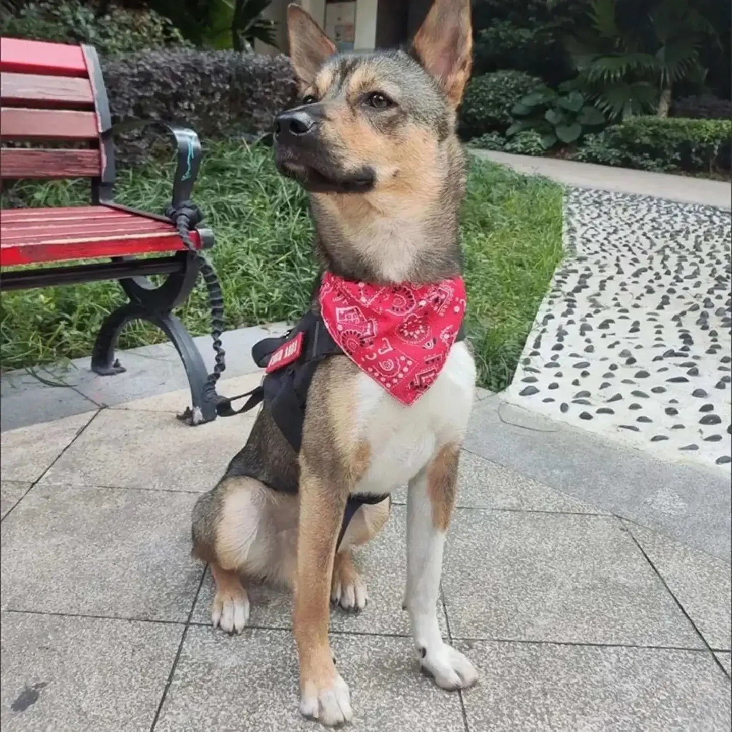 Un Jindo coréen brun avec un bandana chien rouge assis devant un banc de parc.