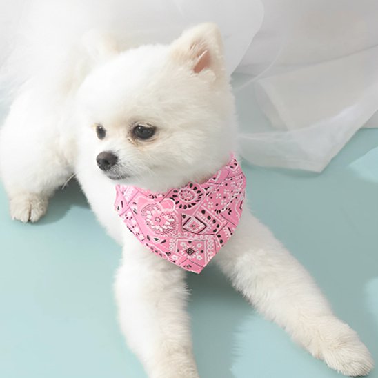 bandana chien bichon maltais bandana rose