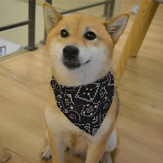 bandana chien shiba bandana noir
