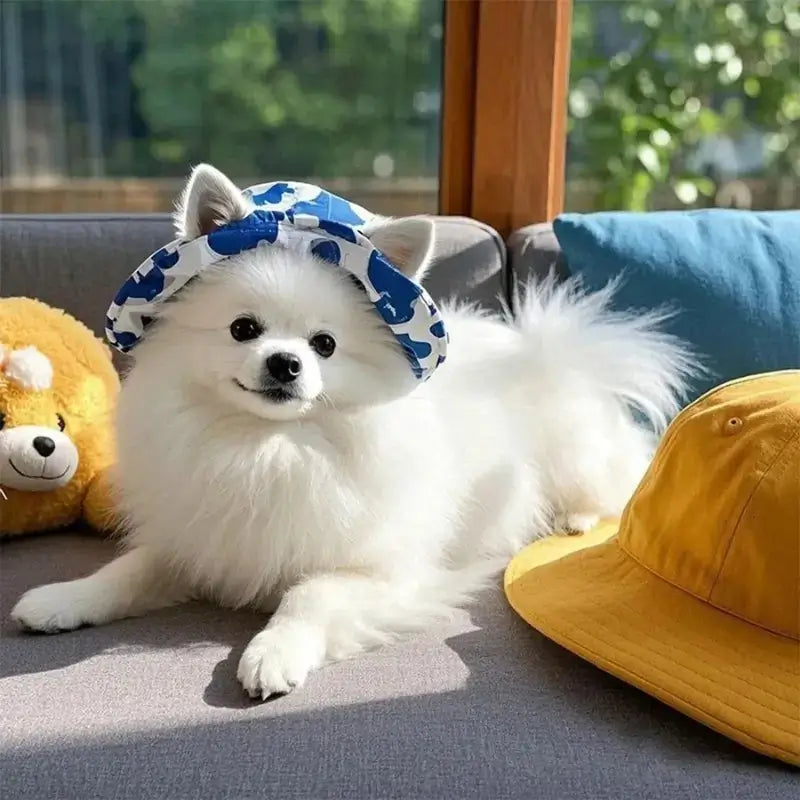 Un spitz japonais allongé sur un canapé porte le bob pour chien bleu.