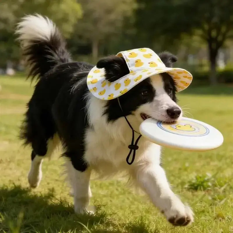 Un border collie joue avec son frisbee et porte un bob de couleur jaune et blanc à motif poussin.