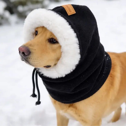 Un golden retriever avec un bonnet noir.