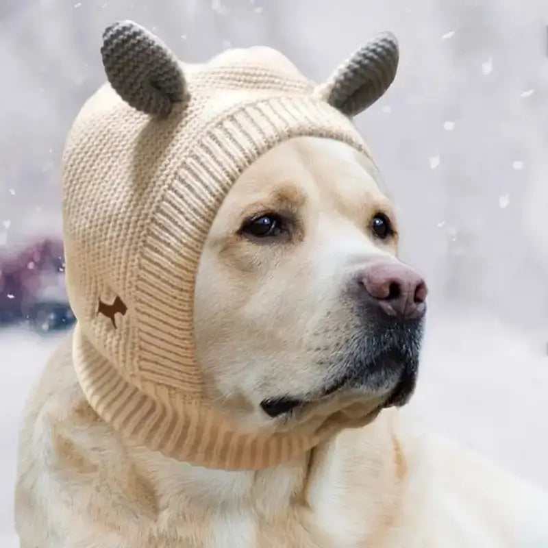 Un labrador avec un bonnet pour chien beige en trcot.