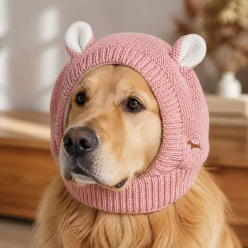 Un golden retriever avec un bonnet rose.