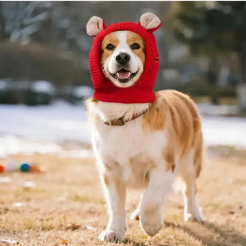 En hiver, un colley marche avec son bonnet de couleur rouge.