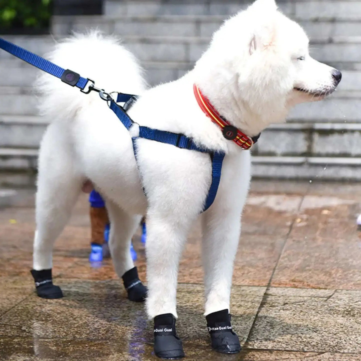Un spitz japonais en laisse avec une bottine pour chien noire.