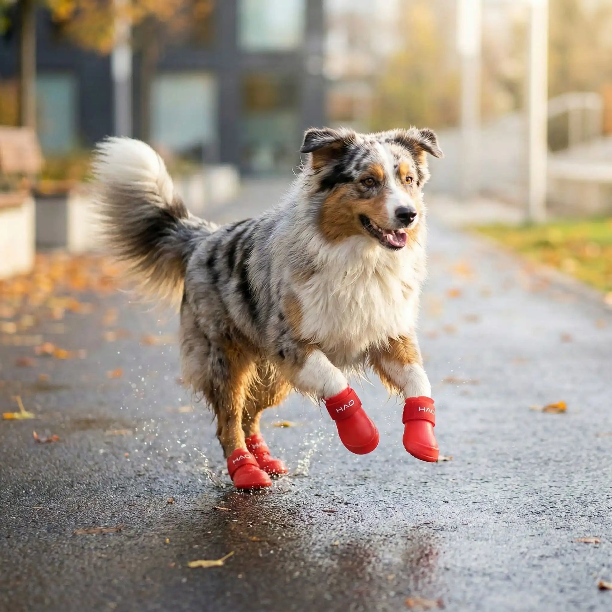 Un berger australien marche sur un trottoir trempé avec sa bottine pour chien rouge.