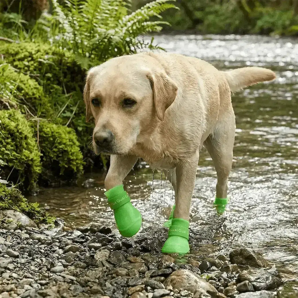 Un labrador sort de la rivière avec sa bottine pour chien verte.