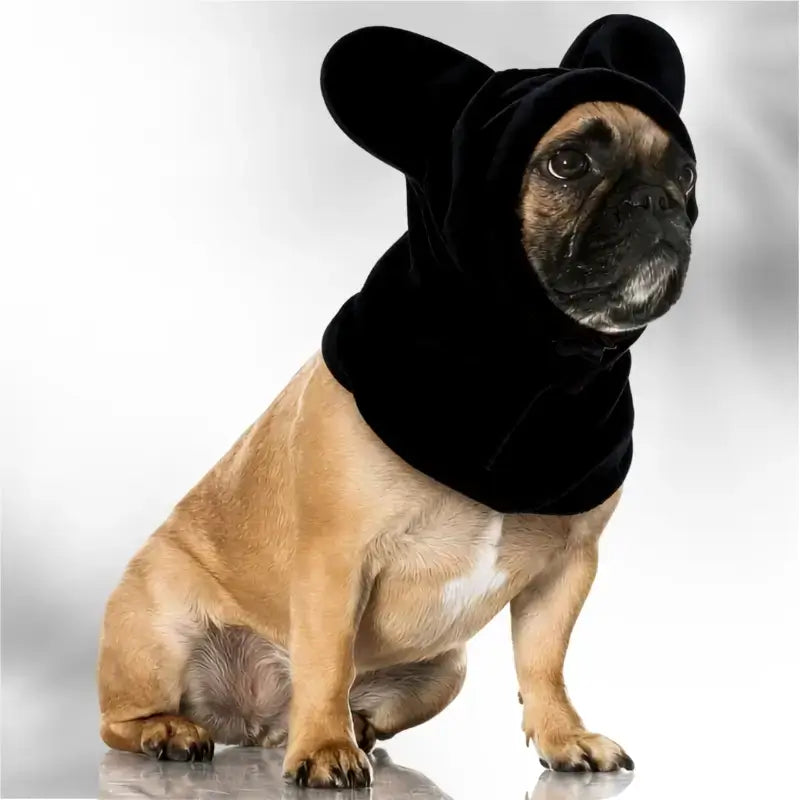 Un bouledogue français vêtu d'un cache oreille  pour chien noir.