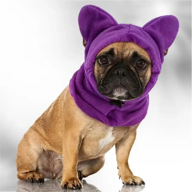 Un bouledogue français vêtu d'un cache oreille pour chien violet.